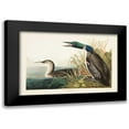 thumbnail image 1 of Audubon, John James 24x17 Black Modern Framed Museum Art Print Titled - Pl 306 Great Northern Diver or Loon, 1 of 5