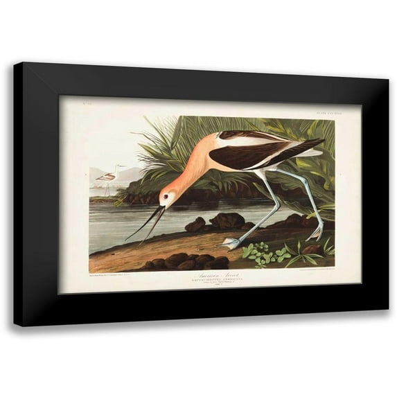 Audubon, John James 24x17 Black Modern Framed Museum Art Print Titled - Pl 318 American Avocet