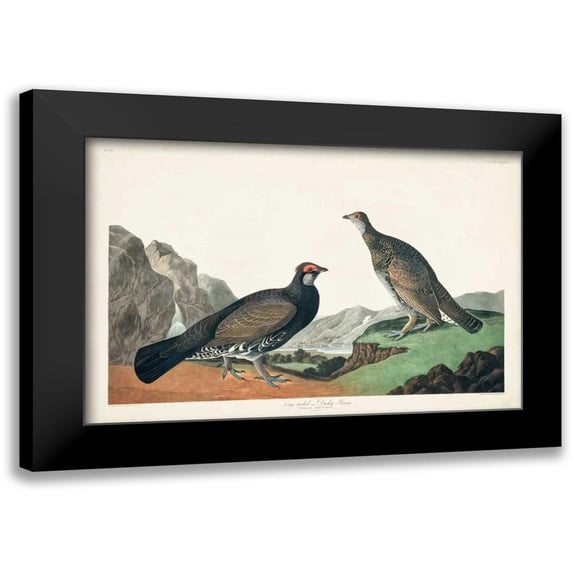 Audubon, John James 24x17 Black Modern Framed Museum Art Print Titled - Pl 361 Long-tailed or Dusky Grouse
