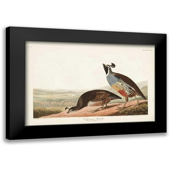 Audubon, John James 24x17 Black Modern Framed Museum Art Print Titled - Pl 413 Californian Partridge