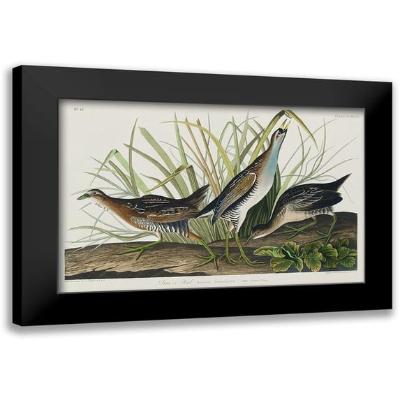 Audubon, John James 24x17 Black Modern Framed Museum Art Print Titled - Sora, or Rail