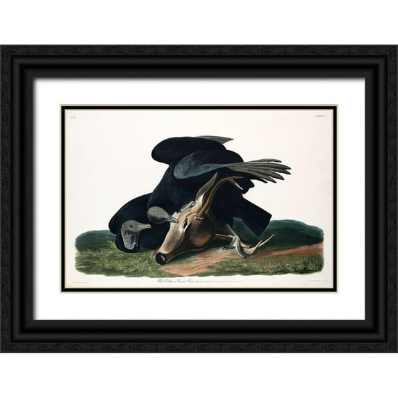 Audubon, John James 24x17 Black Ornate Wood Framed with Double Matting Museum Art Print Titled - Black Vulture, or Carrion Crow