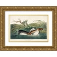 thumbnail image 1 of Audubon, John James 24x17 Gold Ornate Wood Framed with Double Matting Museum Art Print Titled - American Pied-billed, 1 of 4