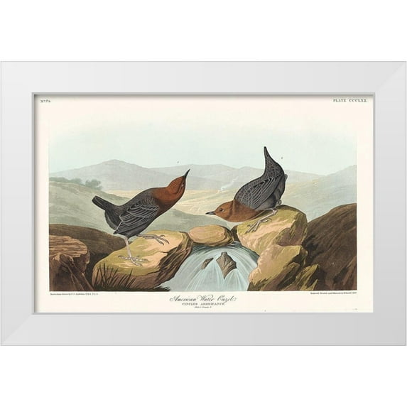 Audubon, John James 24x17 White Modern Wood Framed Museum Art Print Titled - American Water Ouzel