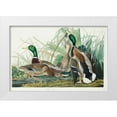 thumbnail image 1 of Audubon, John James 24x17 White Modern Wood Framed Museum Art Print Titled - Mallard Duck, 1 of 4