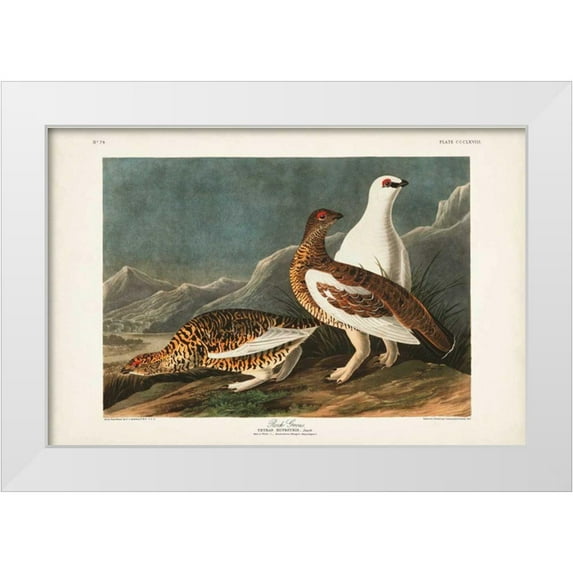 Audubon, John James 24x17 White Modern Wood Framed Museum Art Print Titled - Pl 368 Rock Grouse