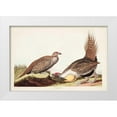 thumbnail image 1 of Audubon, John James 24x17 White Modern Wood Framed Museum Art Print Titled - Pl 371 Cock of the Plains, 1 of 4