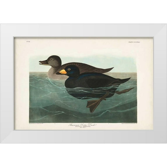 Audubon, John James 24x17 White Modern Wood Framed Museum Art Print Titled - Pl 408 American Scoter Duck