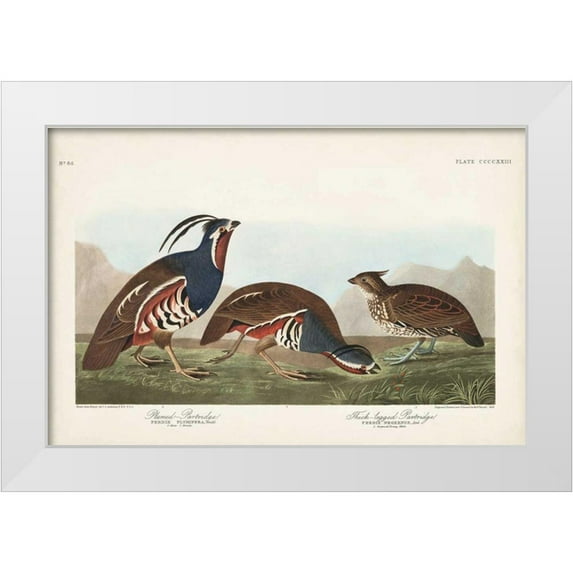 Audubon, John James 24x17 White Modern Wood Framed Museum Art Print Titled - Pl 423 Plummed Partridge
