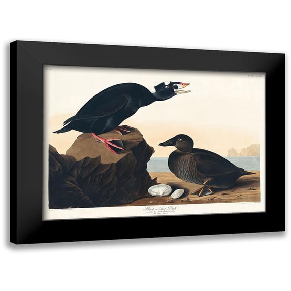 Audubon, John James 24x18 Black Modern Framed Museum Art Print Titled - Black or Surf Duck