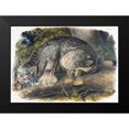 thumbnail image 1 of Audubon, John James 24x18 Black Modern Framed Museum Art Print Titled - Canada Lynx, 1 of 4