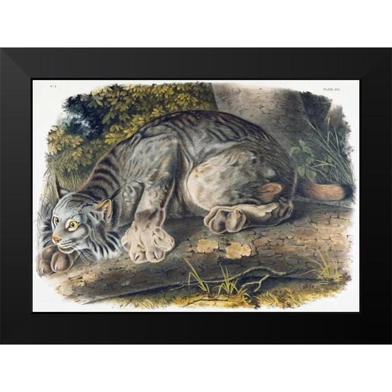 Audubon, John James 24x18 Black Modern Framed Museum Art Print Titled - Canada Lynx