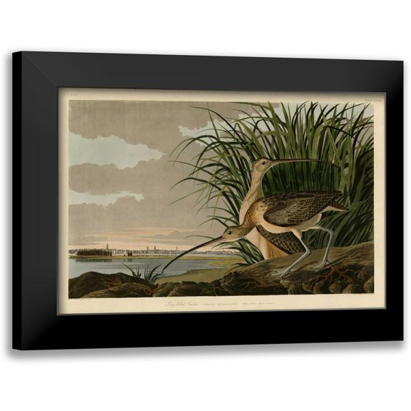 Audubon, John James 24x18 Black Modern Framed Museum Art Print Titled - Long Billed Curlew