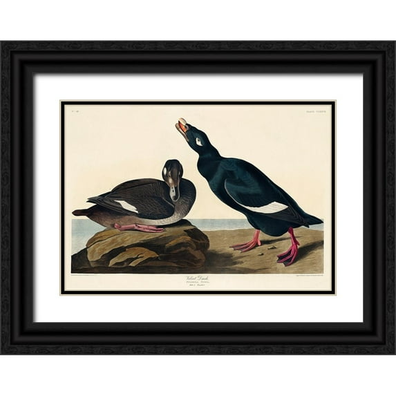 Audubon, John James 24x18 Black Ornate Wood Framed with Double Matting Museum Art Print Titled - Velvet Duck