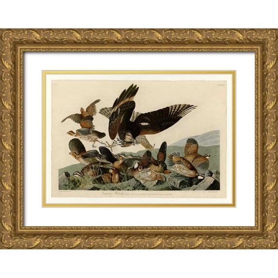 Audubon, John James 24x18 Gold Ornate Wood Framed with Double Matting Museum Art Print Titled - Virginian Partridge