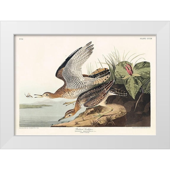 Audubon, John James 24x18 White Modern Wood Framed Museum Art Print Titled - Bartram Sandpiper