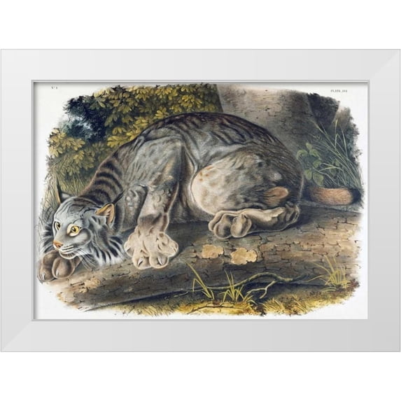 Audubon, John James 24x18 White Modern Wood Framed Museum Art Print Titled - Canada Lynx