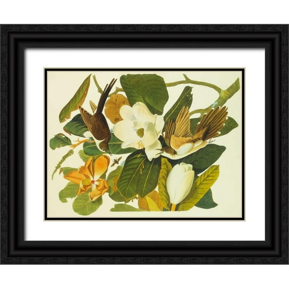 Audubon, John James 24x19 Black Ornate Wood Framed with Double Matting Museum Art Print Titled - Black-Billed Cuckoo