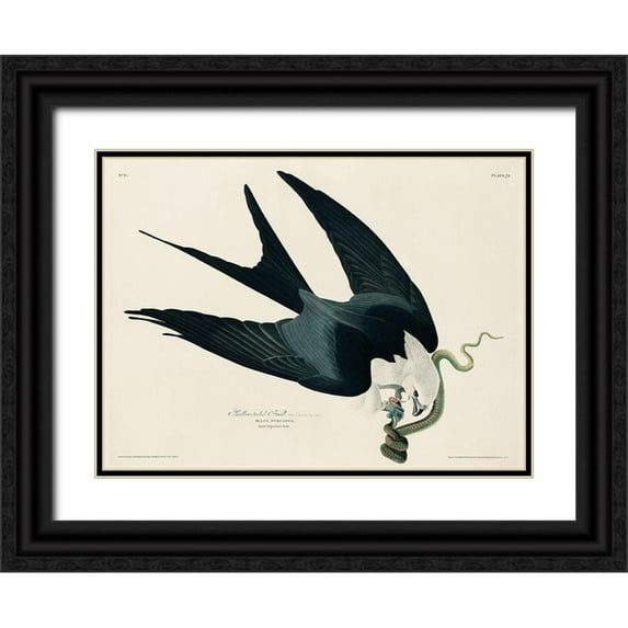 Audubon, John James 24x19 Black Ornate Wood Framed with Double Matting Museum Art Print Titled - Swallow-tailed Hawk