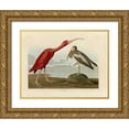 thumbnail image 1 of Audubon, John James 24x19 Gold Ornate Wood Framed with Double Matting Museum Art Print Titled - Scarlet Ibis, 1 of 4