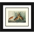 thumbnail image 1 of Audubon, John James 24x20 Black Ornate Wood Framed with Double Matting Museum Art Print Titled - Least Bittern (decorative border), 1 of 4