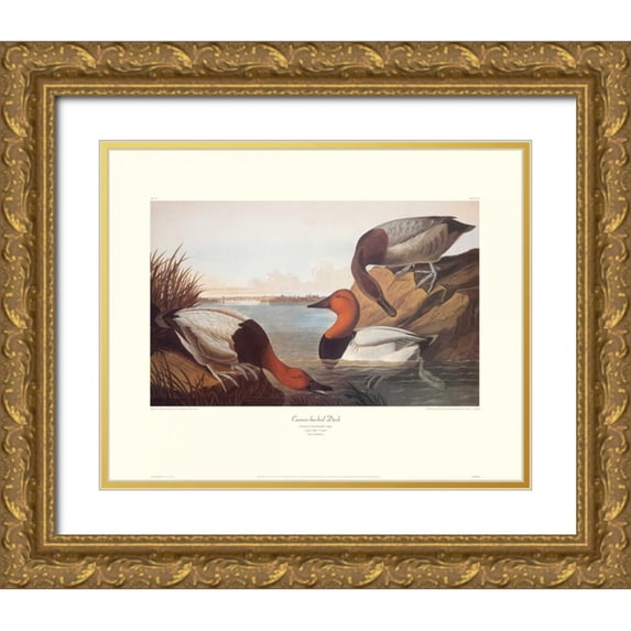 Audubon, John James 24x20 Gold Ornate Wood Framed with Double Matting Museum Art Print Titled - Canvas-Backed Duck (decorative border)