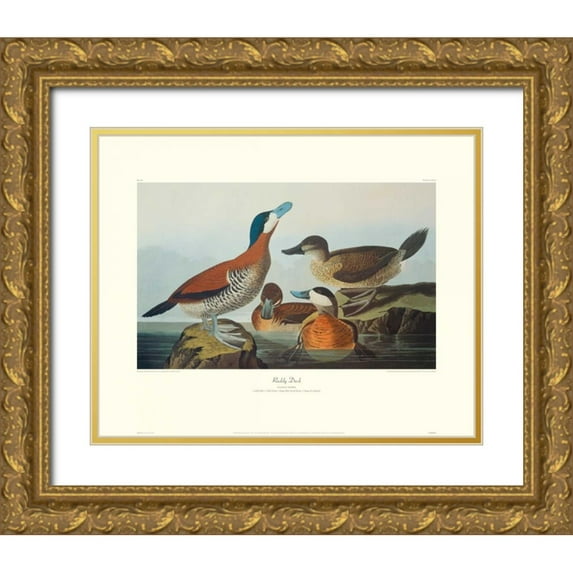 Audubon, John James 24x20 Gold Ornate Wood Framed with Double Matting Museum Art Print Titled - Ruddy Duck (decorative border)