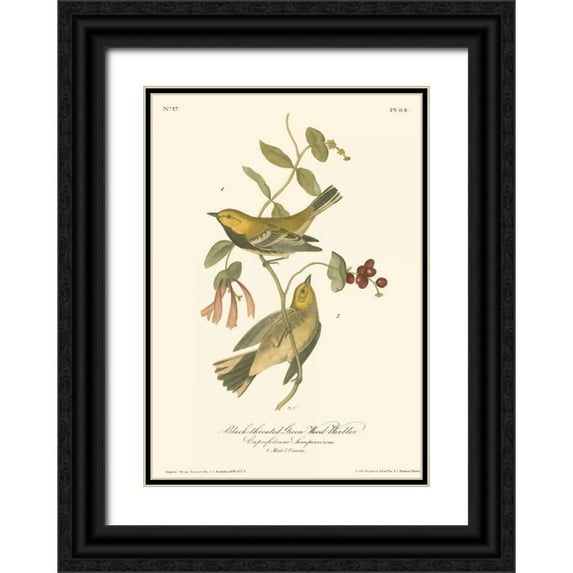 Audubon, John James 24x32 Black Ornate Wood Framed with Double Matting Museum Art Print Titled - Black-throated Green Wood Warbler