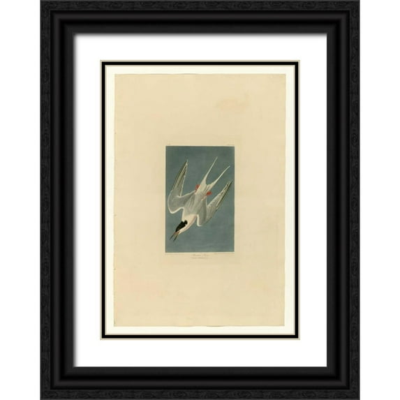 Audubon, John James 24x32 Black Ornate Wood Framed with Double Matting Museum Art Print Titled - Roseate Tern
