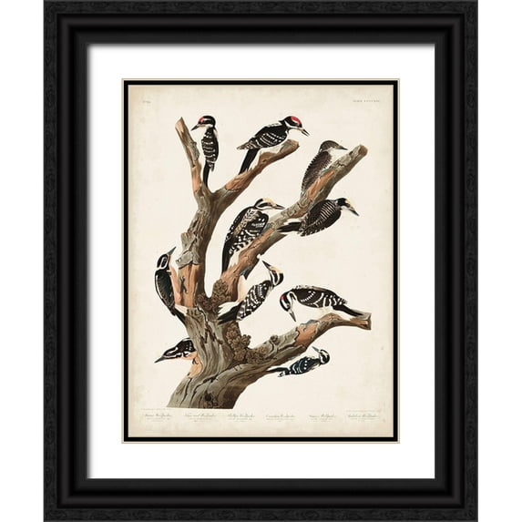 Audubon, John James 25x32 Black Ornate Wood Framed with Double Matting Museum Art Print Titled - Pl. 417 Marias Woodpecker