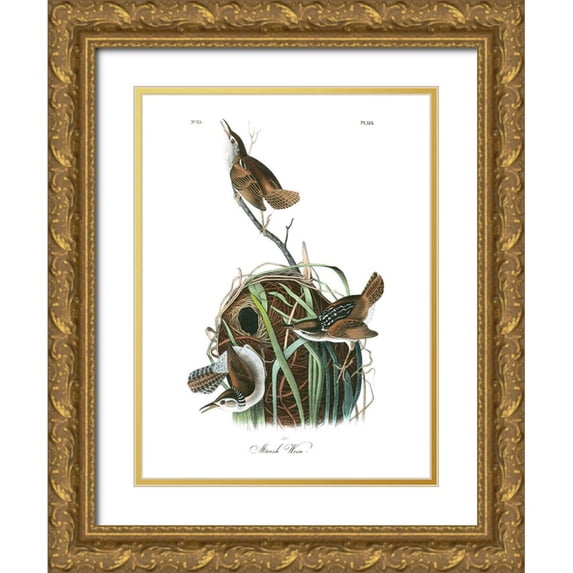 Audubon, John James 25x32 Gold Ornate Wood Framed with Double Matting Museum Art Print Titled - Marsh Wren