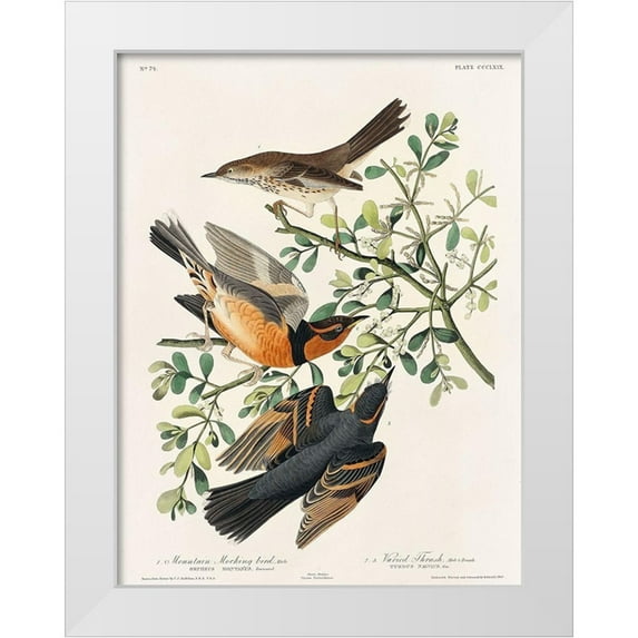 Audubon, John James 25x32 White Modern Wood Framed Museum Art Print Titled - Mountain Mocking bird and Varied Thrush