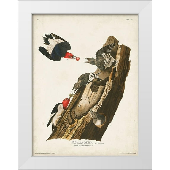 Audubon, John James 25x32 White Modern Wood Framed Museum Art Print Titled - Pl. 27 Red-headed Woodpecker
