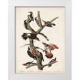 thumbnail image 1 of Audubon, John James 25x32 White Modern Wood Framed Museum Art Print Titled - Pl. 416 Hairy Woodpecker, 1 of 4