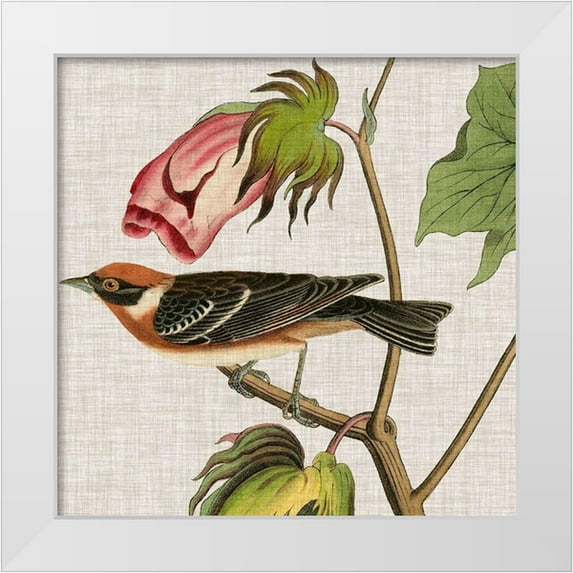 Audubon, John James 26x26 White Modern Wood Framed Museum Art Print Titled - Avian Crop VI