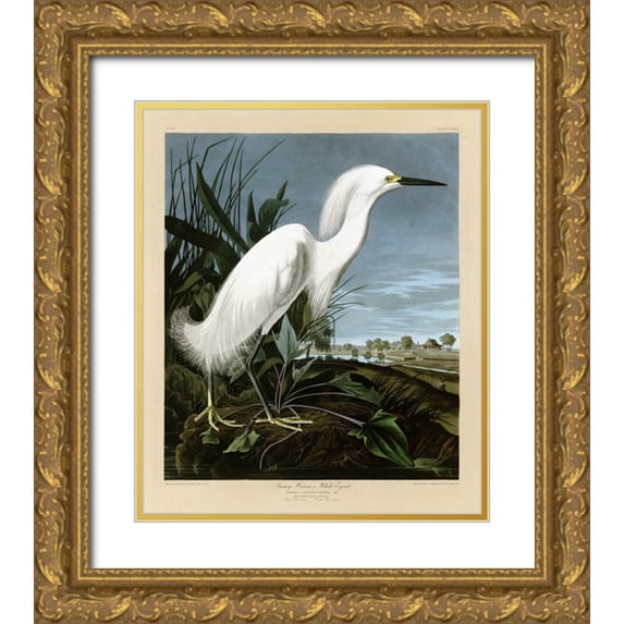 Audubon, John James 26x30 Gold Ornate Wood Framed with Double Matting Museum Art Print Titled - Snowy Heron or White Egret