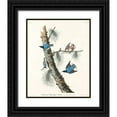 thumbnail image 1 of Audubon, John James 26x31 Black Ornate Wood Framed with Double Matting Museum Art Print Titled - White-breasted Black-capped Nuthatch, 1 of 4