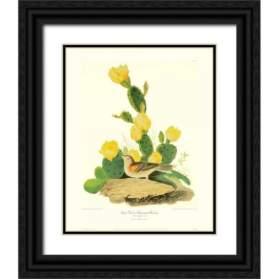 Audubon, John James 26x32 Black Ornate Wood Framed with Double Matting Museum Art Print Titled - Grass Finch Or Bay-Winged Bunting (decorative border)