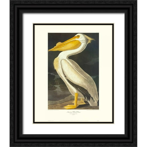 Audubon, John James 26x32 Black Ornate Wood Framed with Double Matting Museum Art Print Titled - American White Pelican (decorative border)