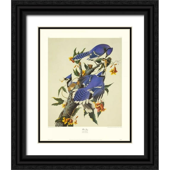 Audubon, John James 26x32 Black Ornate Wood Framed with Double Matting Museum Art Print Titled - Blue Jay (decorative border)