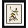 thumbnail image 1 of Audubon, John James 26x32 Black Ornate Wood Framed with Double Matting Museum Art Print Titled - Pl 163 Pine Warbler, 1 of 4
