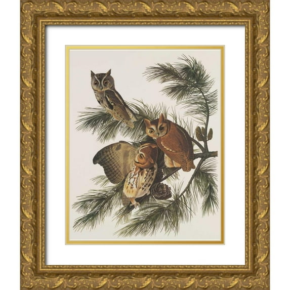 Audubon, John James 26x32 Gold Ornate Wood Framed with Double Matting Museum Art Print Titled - Little Screech Owl or Mottled Owl