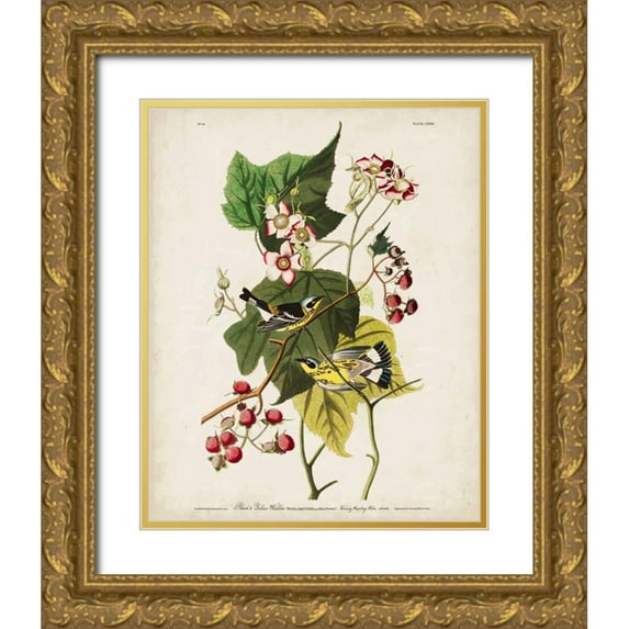 Audubon, John James 26x32 Gold Ornate Wood Framed with Double Matting Museum Art Print Titled - Pl 123 Black and Yellow Warbler
