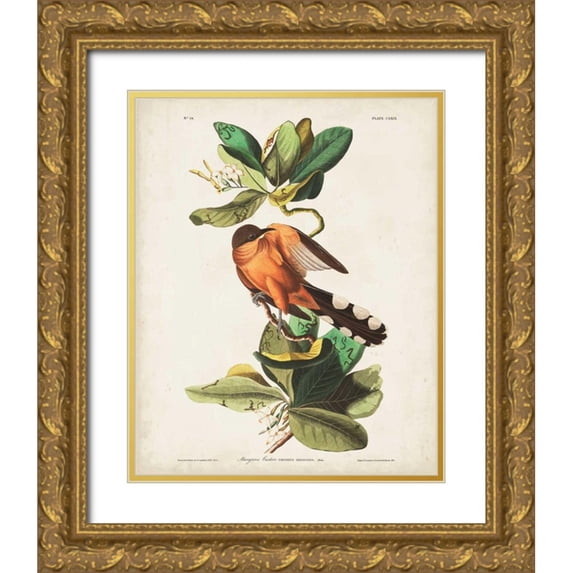 Audubon, John James 26x32 Gold Ornate Wood Framed with Double Matting Museum Art Print Titled - Pl 169 Mangrove Cuckoo
