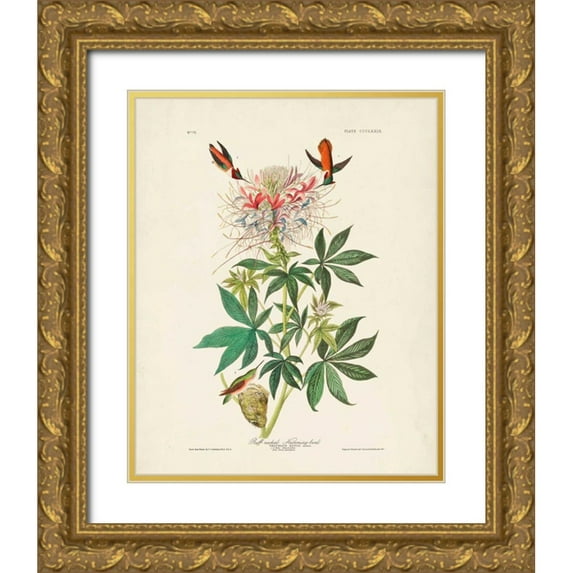 Audubon, John James 26x32 Gold Ornate Wood Framed with Double Matting Museum Art Print Titled - Pl 379 Ruff-necked Hummingbird