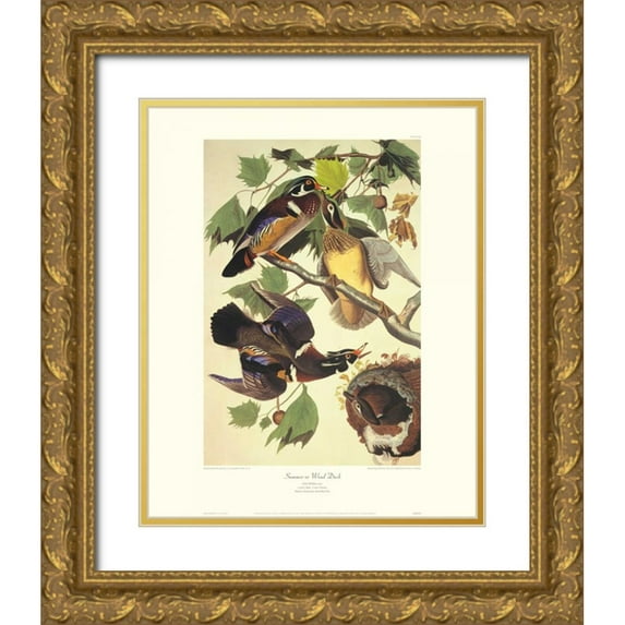 Audubon, John James 26x32 Gold Ornate Wood Framed with Double Matting Museum Art Print Titled - Summer Or Wood Duck (decorative border)