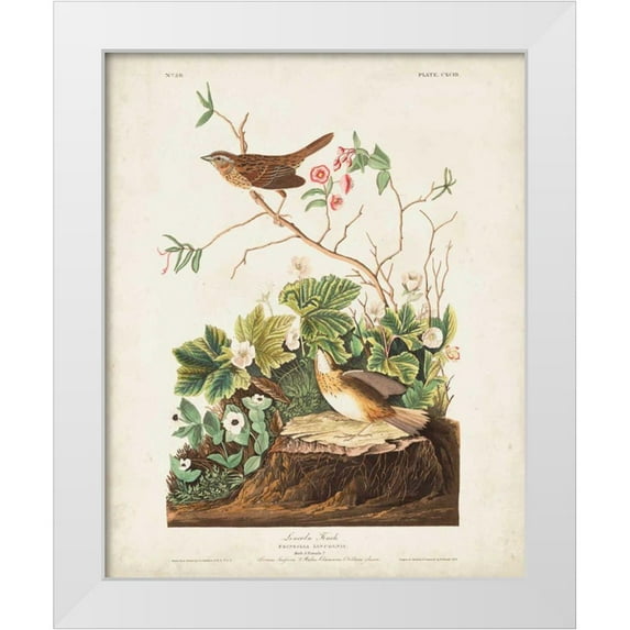 Audubon, John James 26x32 White Modern Wood Framed Museum Art Print Titled - Pl 193 Lincoln Finch
