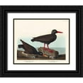 thumbnail image 1 of Audubon, John James 31x26 Black Ornate Wood Framed with Double Matting Museum Art Print Titled - White-legged Oyster-catcher, or Slender-billed Oyster-catcher, 1 of 4