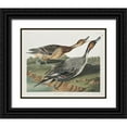 thumbnail image 1 of Audubon, John James 31x26 Black Ornate Wood Framed with Double Matting Museum Art Print Titled - Pin-Tailed Duck, 1 of 4