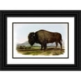 thumbnail image 1 of Audubon, John James 32x22 Black Ornate Wood Framed with Double Matting Museum Art Print Titled - American Bison or Buffalo, 1 of 4